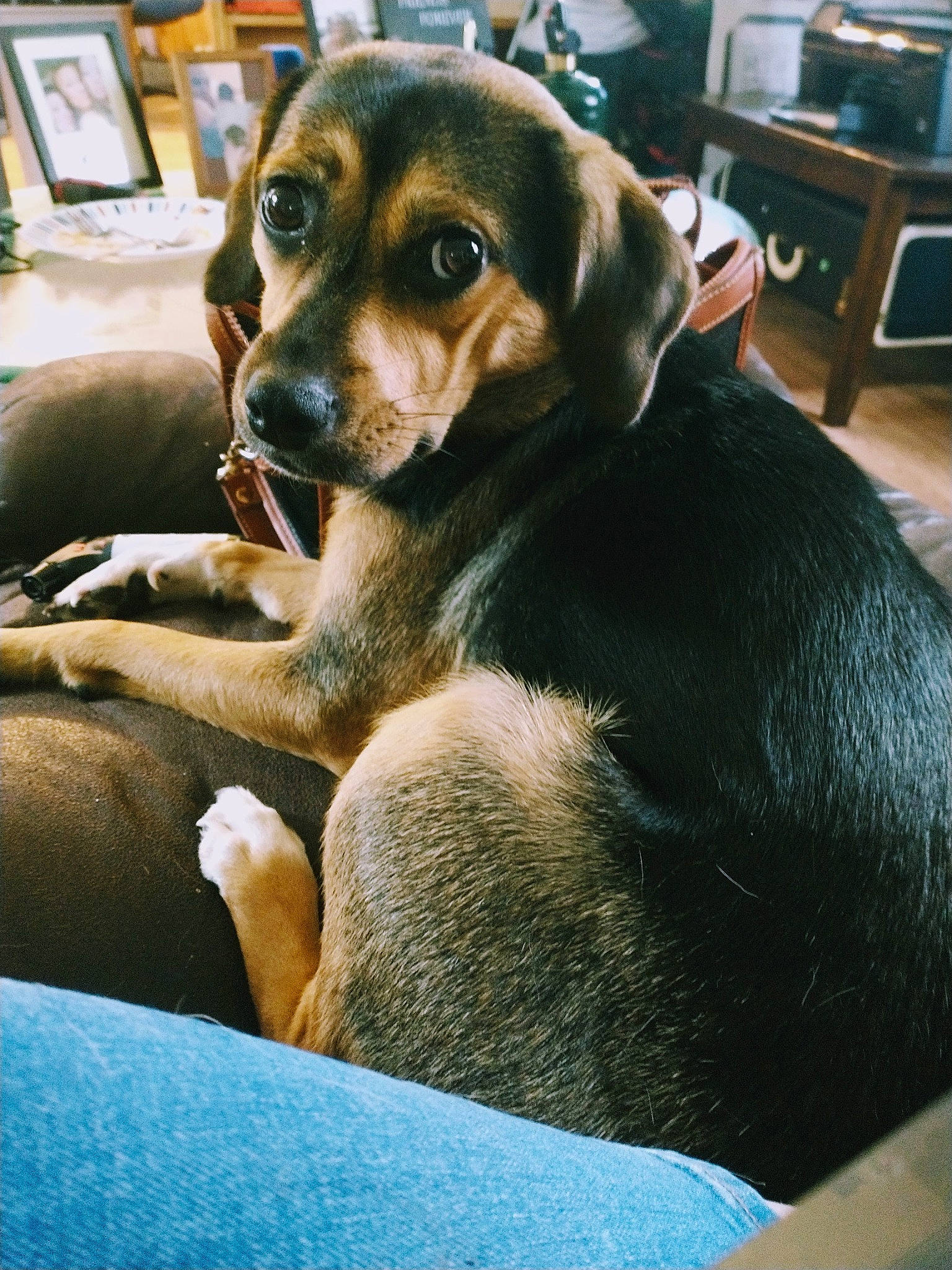 Gunnie joined the competition — help win amazing prizes! analog_television, blue, cabinetry, cable_television, canidae, carnivore, chest_of_drawers, comfort, companion_dog, dog, dog_breed, drawer, fawn, fur, home_appliance, kitchen_appliance, sporting_group, television, whiskers, working_dog