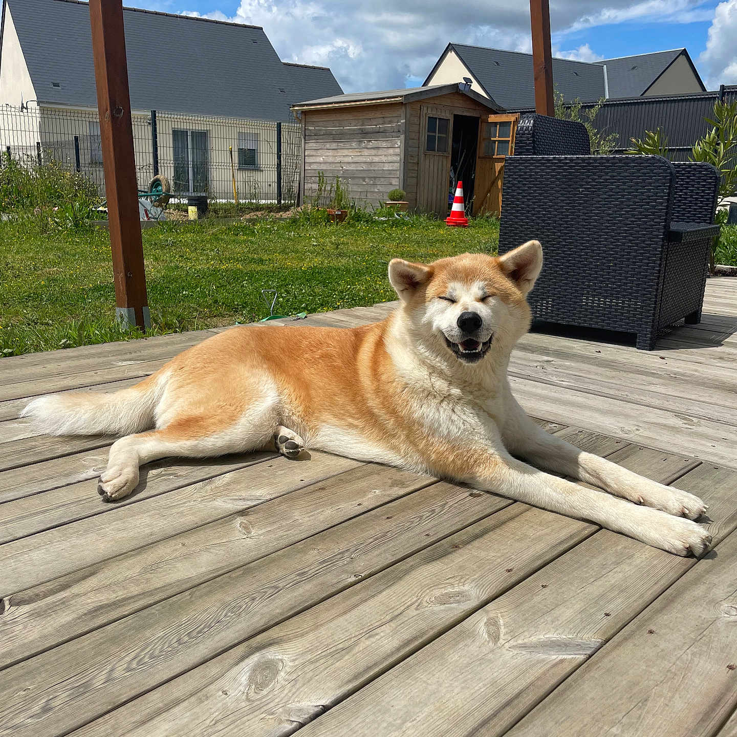 Taïga a rejoint le concours — aidez-le/la à gagner de superbes lots ! animal, architecture, backyard, building, canine, deck, dog, house, housing, husky, indoors, nature, neighborhood, outdoors, pet, plant, porch, shelter, wood, yard