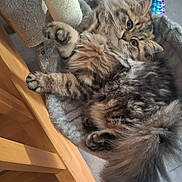 Berlioz participe au concours pour gagner de l'argent avec cette photo : cat, tabby, fluffy, long_hair, pet, animal, feline, green_eyes, whiskers, paws, tail, lying_down, upside_down, playful, scratching_post, cat_tree, toy, indoor, wooden_furniture, tiled_floor