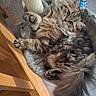 cat, tabby, fluffy, long_hair, pet, animal, feline, green_eyes, whiskers, paws, tail, lying_down, upside_down, playful, scratching_post, cat_tree, toy, indoor, wooden_furniture, tiled_floor