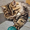 Berlioz a rejoint le concours — aidez-le/la à gagner de superbes lots ! cat, kitten, tabby, fluffy, long_hair, feline, pet, animal, whiskers, ears, eyes, paws, striped_fur, lying_down, playing, toy_ball, indoor, floor, close_up, portrait