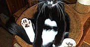 Tuxsie joined the competition — help win amazing prizes! cat, tuxedo_cat, black_and_white, pet, animal, feline, yellow_eyes, whiskers, paws, paw_pads, sitting, cat_tree, scratching_post, indoor, home, carpet, wood_paneling, playroom, portrait, funny_pose