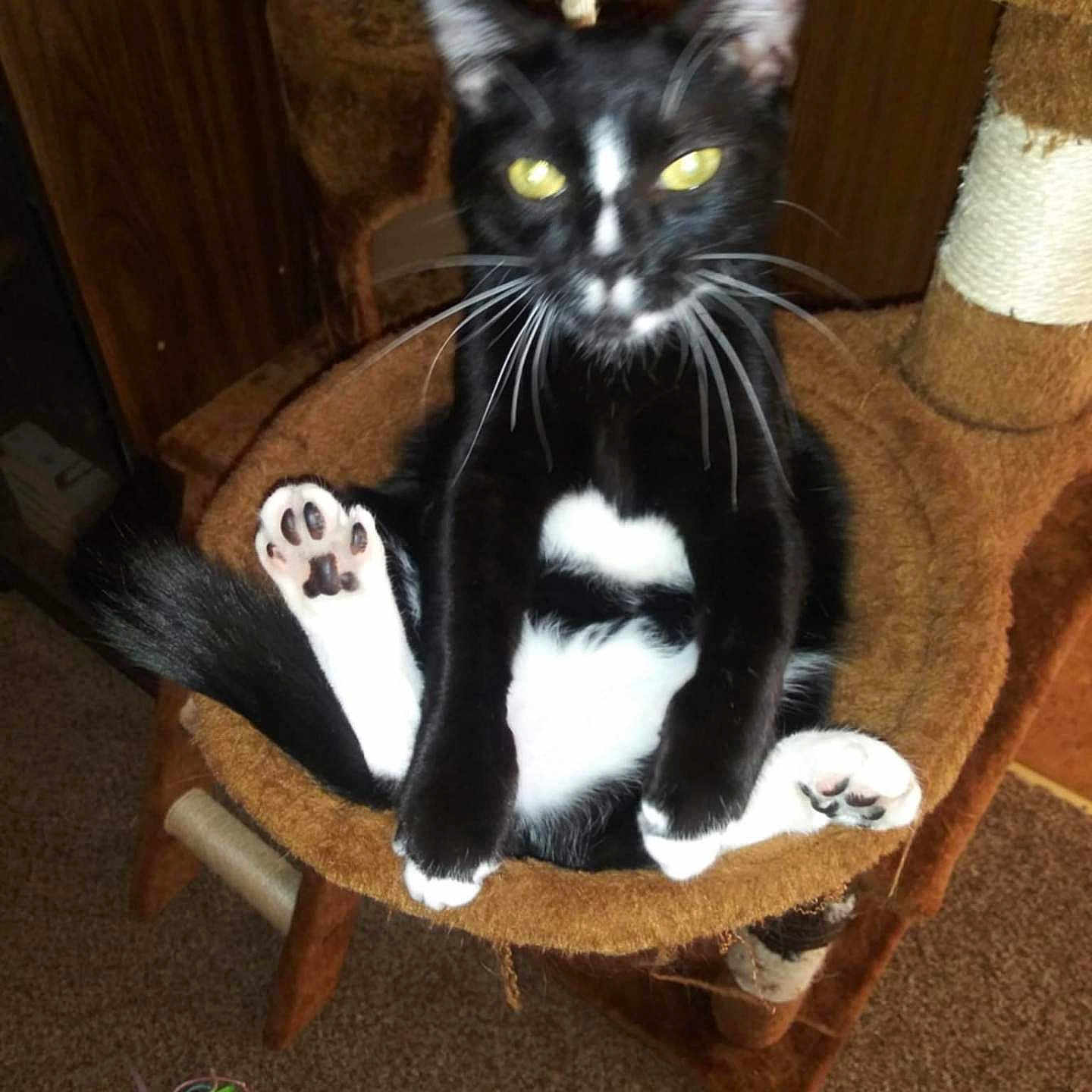 Tuxsie