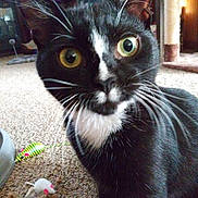 Tuxsie is registered to the contest to win money with this photo: cat, tuxedo_cat, black_and_white, feline, pet, animal, portrait, close_up, wide_eyes, green_eyes, whiskers, ears, nose, fur, indoors, carpet, living_room, cat_toys, toy_mouse, alert