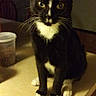 Tuxsie is registered to the contest to win money with this photo: cat, tuxedo_cat, pet, animal, sitting, indoors, countertop, kitchen, black_and_white, white_chest, white_paws, whiskers, pointed_ears, yellow_eyes, portrait, front_view, alert, cute, food_container, home
