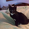 Tuxsie is registered to the contest to win money with this photo: cat, tuxedo_cat, black_and_white, pet, animal, sitting, bed, bedroom, blanket, bedding, indoors, home, portrait, looking_at_camera, upright_ears, green_eyes, framed_picture, furniture, cozy, photograph