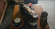 Honey is registered to the contest to win money with this photo: cat, fluffy_cat, long_hair, pet, animal, living_room, coffee_table, wooden_table, candle, dishware, ceramic_mug, carpet, window, sunlight, furniture, home_interior, table_runner, ornament, relaxed, cozy