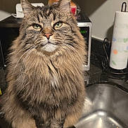 Honey is registered to the contest to win money with this photo: cat, tabby_cat, long_hair, fluffy, fur, whiskers, green_eyes, portrait, close_up, animal, pet, sitting, indoors, kitchen, countertop, sink, microwave, paper_towel, serious_expression, photography
