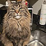 cat, tabby_cat, long_hair, fluffy, fur, whiskers, green_eyes, portrait, close_up, animal, pet, sitting, indoors, kitchen, countertop, sink, microwave, paper_towel, serious_expression, photography