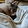 Honey joined the competition — help win amazing prizes! cat, tabby_cat, fluffy, feline, pet, animal, face, eyes, ears, whiskers, fur, striped_fur, indoor, bed, blanket, bedding, cuddled, cozy, portrait, closeup