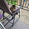 Honey is registered to the contest to win money with this photo: cat, fluffy_cat, long_hair, fur, pet, animal, sitting, chair, reclining_chair, patio, balcony, outdoor, railing, concrete, rug, furniture, parked_cars, green_grass, portrait, grumpy_expression