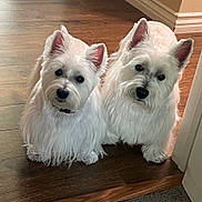 Charlie And Sally joined the competition — help win amazing prizes! dog, pets, white_dog, west_highland_terrier, indoor, wooden_floor, cute, fur, animal, pair, companions, ears, black_nose, curious, sitting, two_animals, domestic, friendly, portrait, flooring