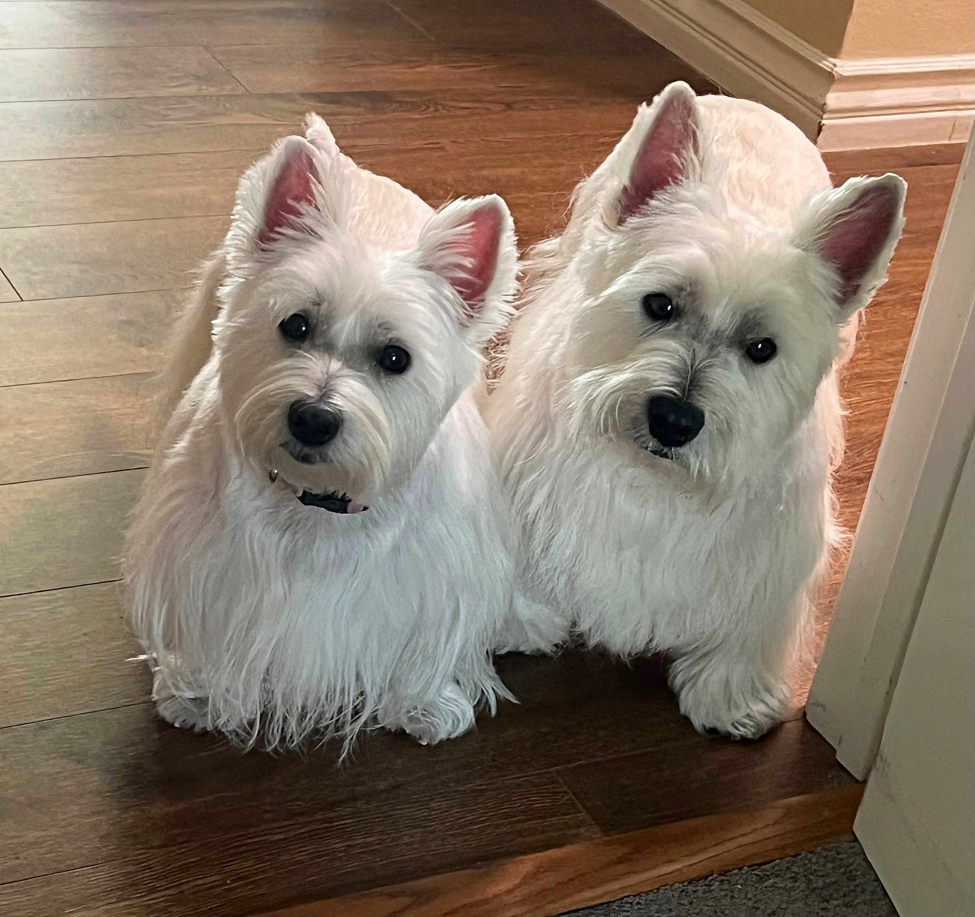 Charlie And Sally joined the competition — help win amazing prizes! dog, pets, white_dog, west_highland_terrier, indoor, wooden_floor, cute, fur, animal, pair, companions, ears, black_nose, curious, sitting, two_animals, domestic, friendly, portrait, flooring