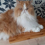 Balthazar participe au concours pour gagner de l'argent avec cette photo : cat, persian_cat, fluffy, orange, white, pet, animal, indoor, wooden_board, cutting_board, fur, whiskers, face, ears, table, tile_wall, pattern, relaxed, sitting, closeup