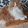 cat, persian_cat, fluffy, orange, white, pet, animal, indoor, wooden_board, cutting_board, fur, whiskers, face, ears, table, tile_wall, pattern, relaxed, sitting, closeup