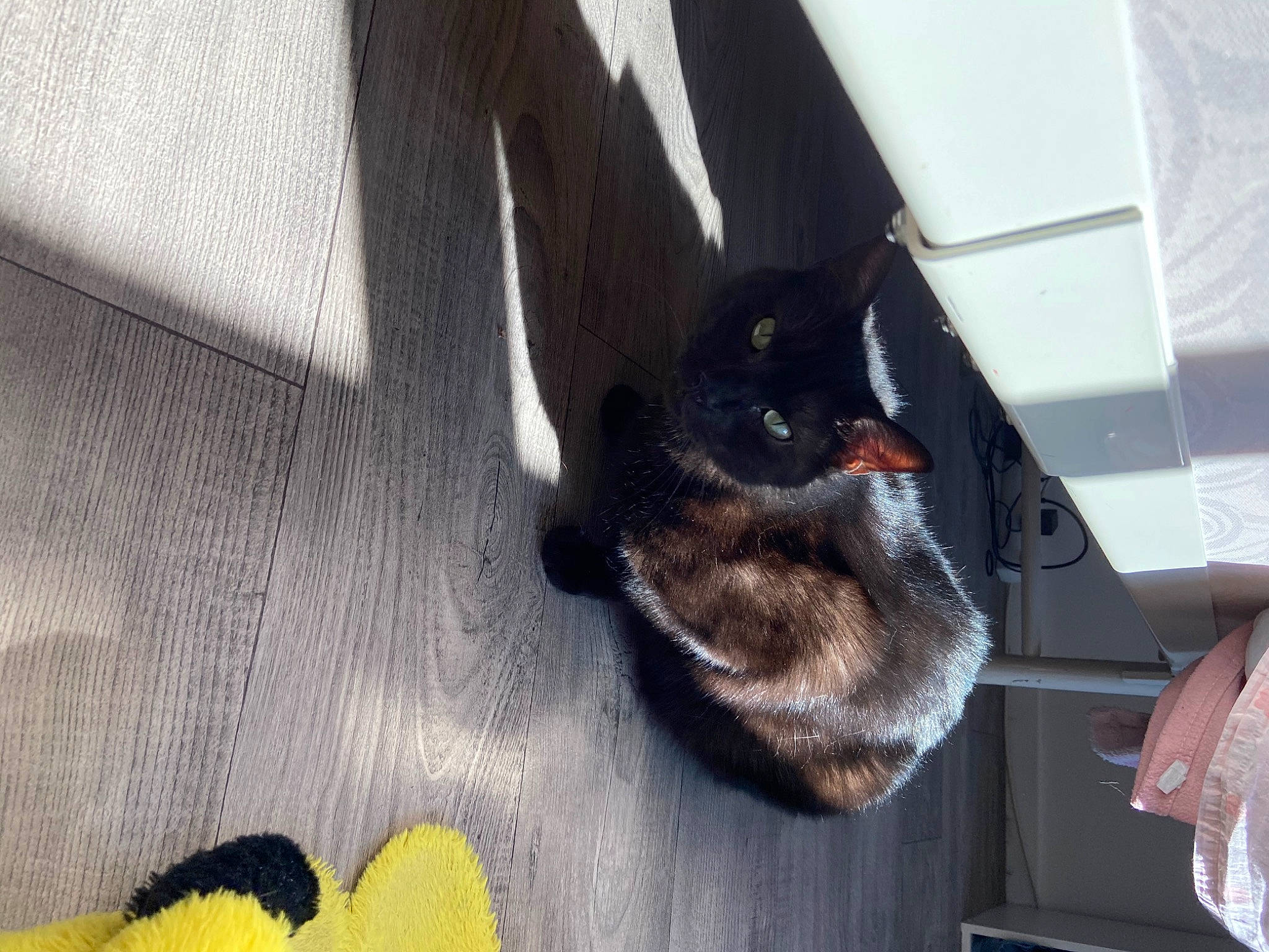 Mioumiou participe au concours pour gagner de l'argent avec cette photo : black_cat, carnivore, cat, domestic_short_haired_cat, felidae, small_to_medium_sized_cats, tail, whiskers