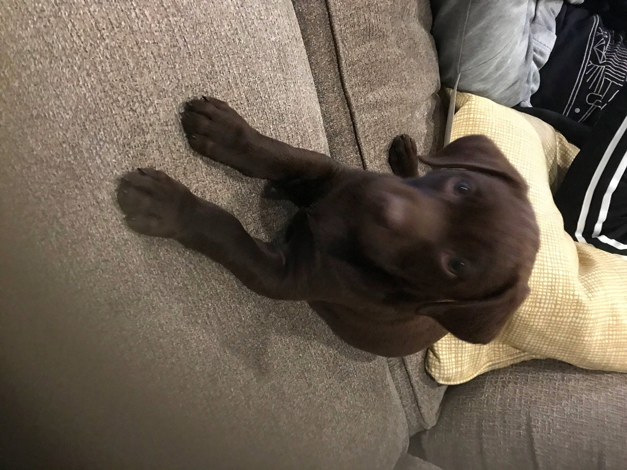 Moira Rose joined the competition — help win amazing prizes! carnivore, comfort, companion_dog, dog, dog_breed, elbow, fawn, flooring, fur, gesture, grey, human_leg, nail, small_to_medium_sized_cats, tail, tints_and_shades, whiskers, wood, working_animal, wrist