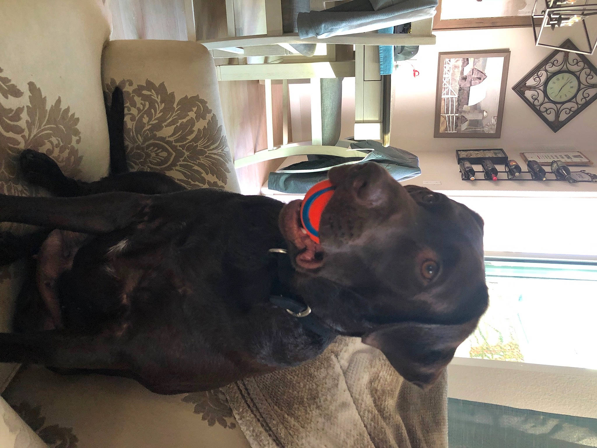 Moira Rose joined the competition — help win amazing prizes! canidae, carnivore, chair, collar, comfort, companion_dog, dog, dog_breed, dog_collar, fawn, fur, house, liver, picture_frame, snout, sporting_group, tail, whiskers, window, working_animal