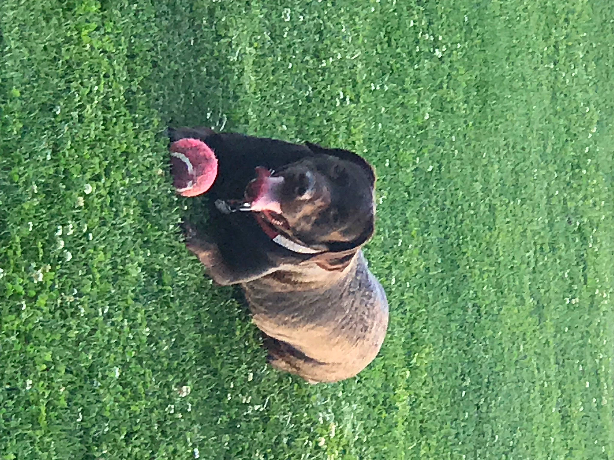 Moira Rose joined the competition — help win amazing prizes! artificial_turf, dog_breed, fun, garden, grass, grassland, green, happy, landscape, lawn, leisure, pasture, people_in_nature, plant, shadow, shrub, sunglasses, tree, water, wildlife