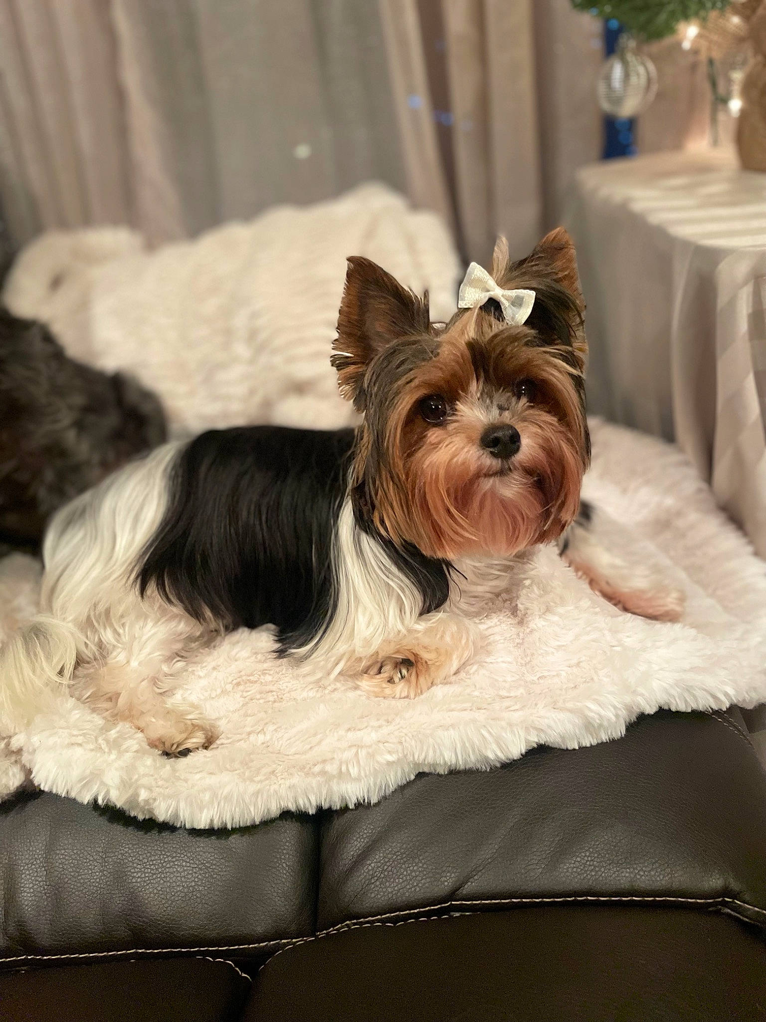 Gianna joined the competition — help win amazing prizes! biewer_terrier, carnivore, collar, comfort, companion_dog, dog, dog_breed, dog_collar, dog_supply, fashion_accessory, fawn, fur, liver, pet_supply, small_terrier, terrier, toy_dog, working_animal, yorkipoo, yorkshire_terrier