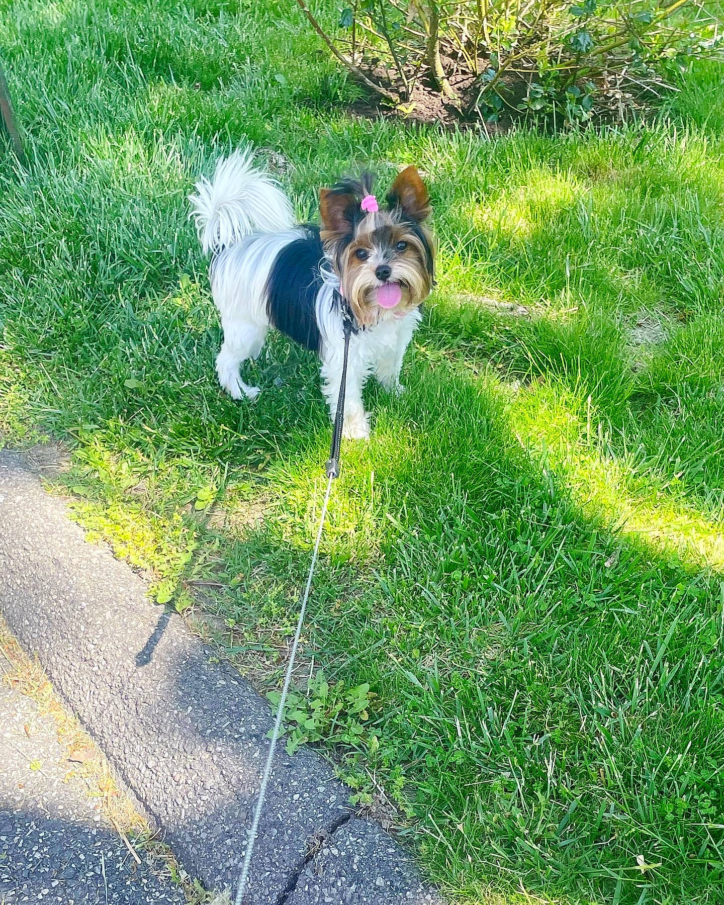 Gianna is registered to the contest to win money with this photo: carnivore, collar, companion_dog, dog, dog_breed, dog_collar, dog_supply, fawn, grass, groundcover, liver, plant, small_terrier, snout, sporting_group, tail, terrier, toy_dog, tree, working_animal