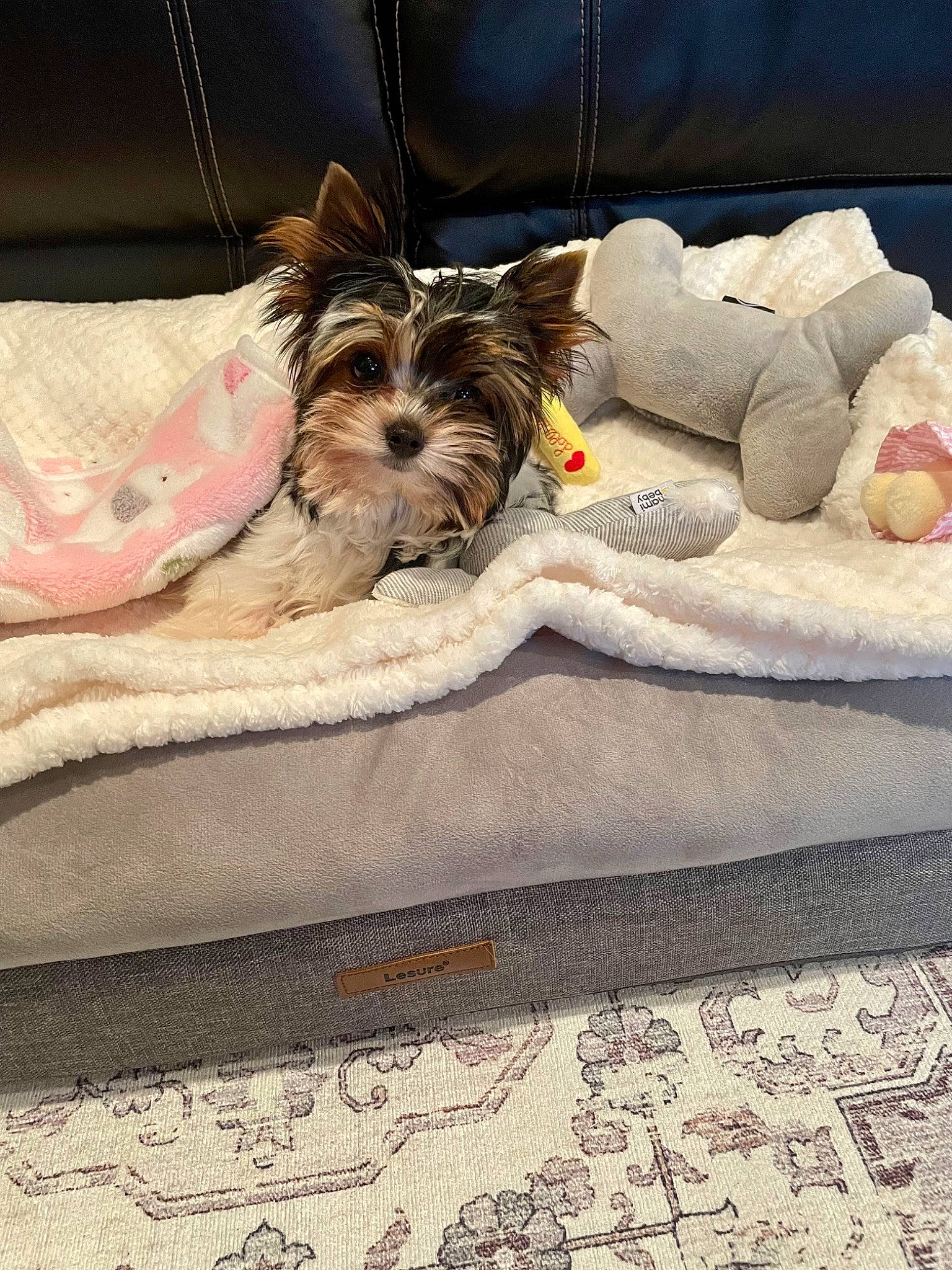 Gianna is registered to the contest to win money with this photo: carnivore, comfort, companion_dog, couch, dog, dog_breed, dog_supply, fawn, felidae, flooring, fur, linens, liver, pet_supply, rectangle, small_terrier, sporting_group, terrier, toy_dog, working_animal