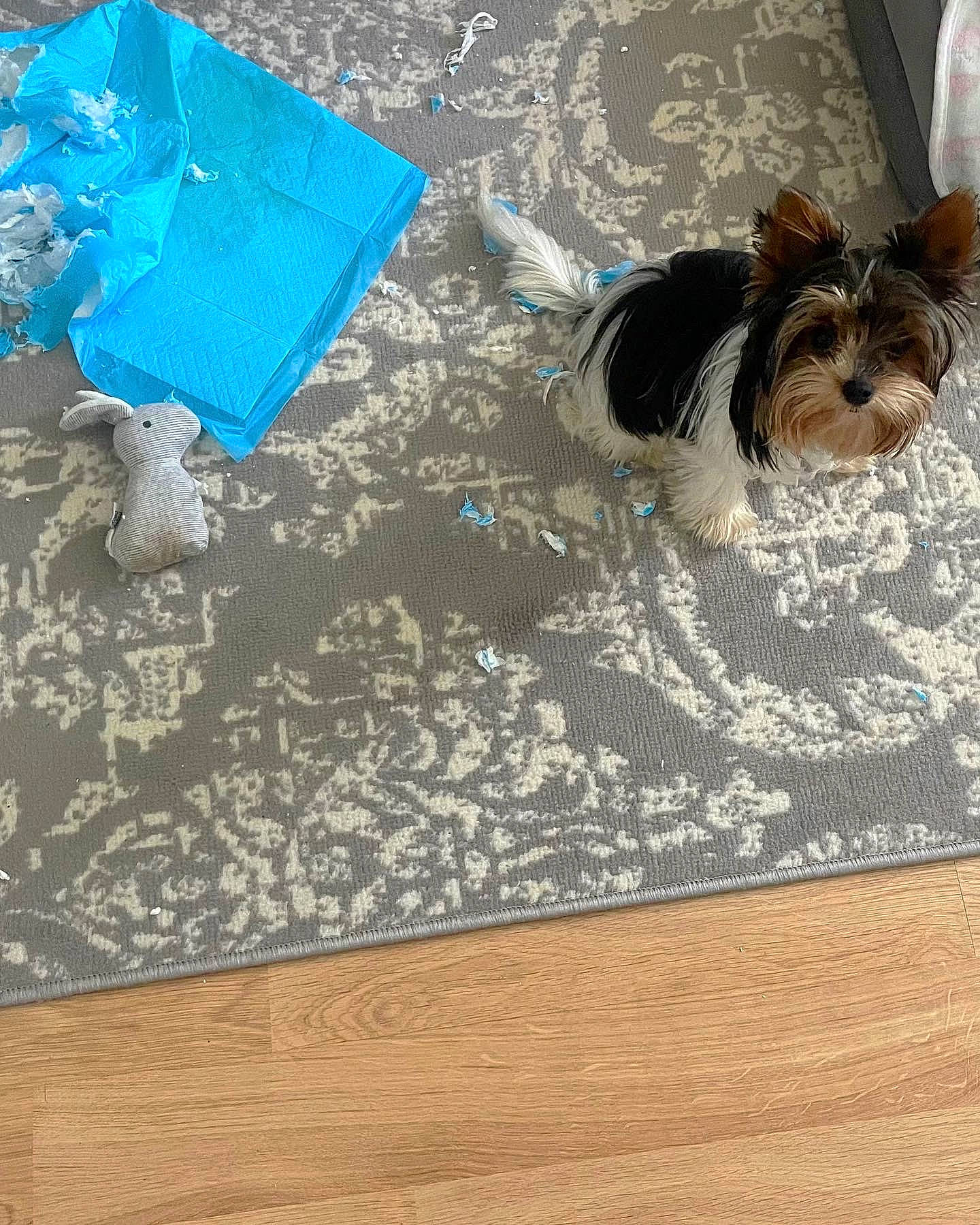 Gianna is registered to the contest to win money with this photo: carnivore, companion_dog, dog, dog_breed, dog_supply, electric_blue, eyewear, fashion_accessory, flooring, hardwood, linens, liver, pattern, pet_supply, plastic, plastic_bag, rectangle, toy_dog, wood, working_animal