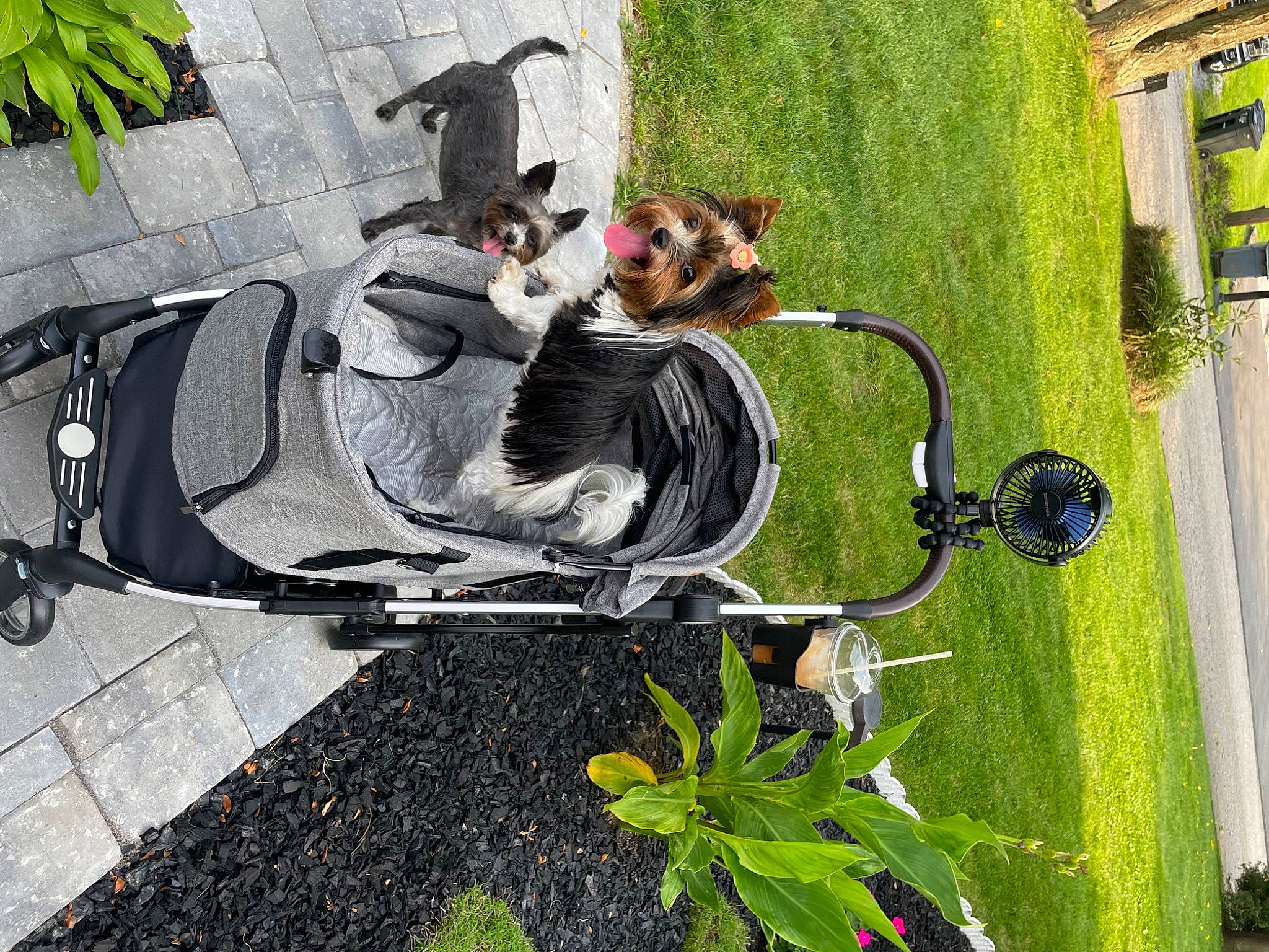 Gianna is registered to the contest to win money with this photo: art, bicycle_accessory, bicycle_handlebar, bicycle_tire, carnivore, comfort, companion_dog, dog, dog_breed, grass, green, leisure, motor_vehicle, plant, recreation, sidewalk, sporting_group, tire, vehicle, wheel
