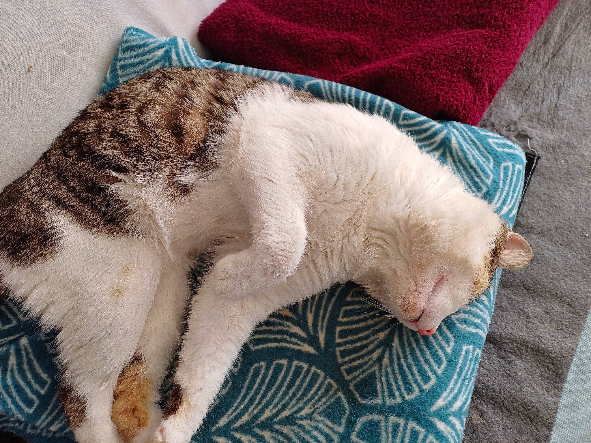 Titoo participe au concours pour gagner de l'argent avec cette photo : carnivore, cat, cat_bed, cat_supply, claw, comfort, domestic_short_haired_cat, fawn, felidae, fur, linens, nap, paw, sleep, small_to_medium_sized_cats, snout, tail, terrestrial_animal, whiskers