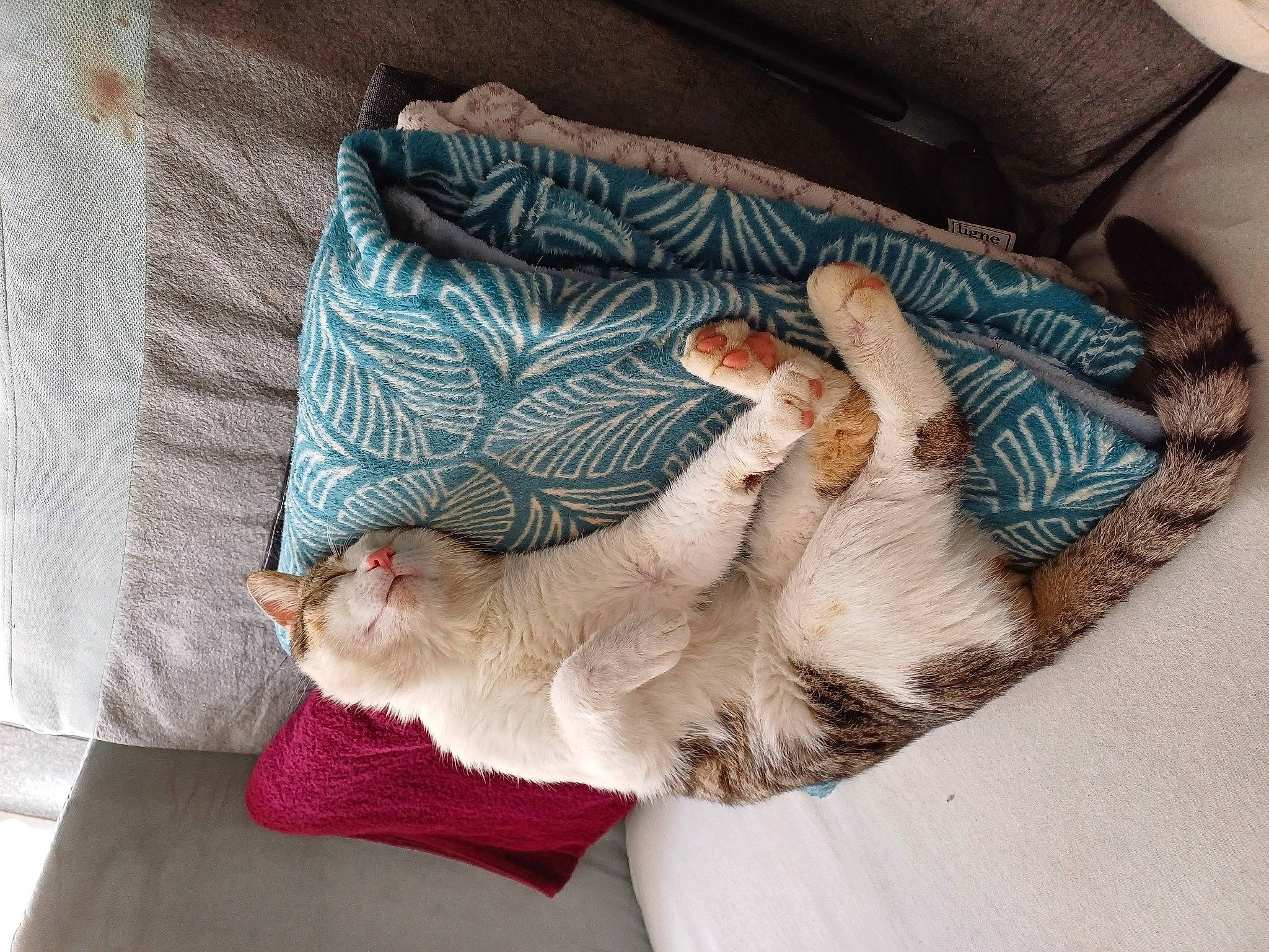 Titoo a rejoint le concours — aidez-le/la à gagner de superbes lots ! bed, bedding, carnivore, cat, claw, comfort, couch, domestic_short_haired_cat, fawn, felidae, foot, fur, gesture, hand, linens, paw, small_to_medium_sized_cats, tail, textile, whiskers