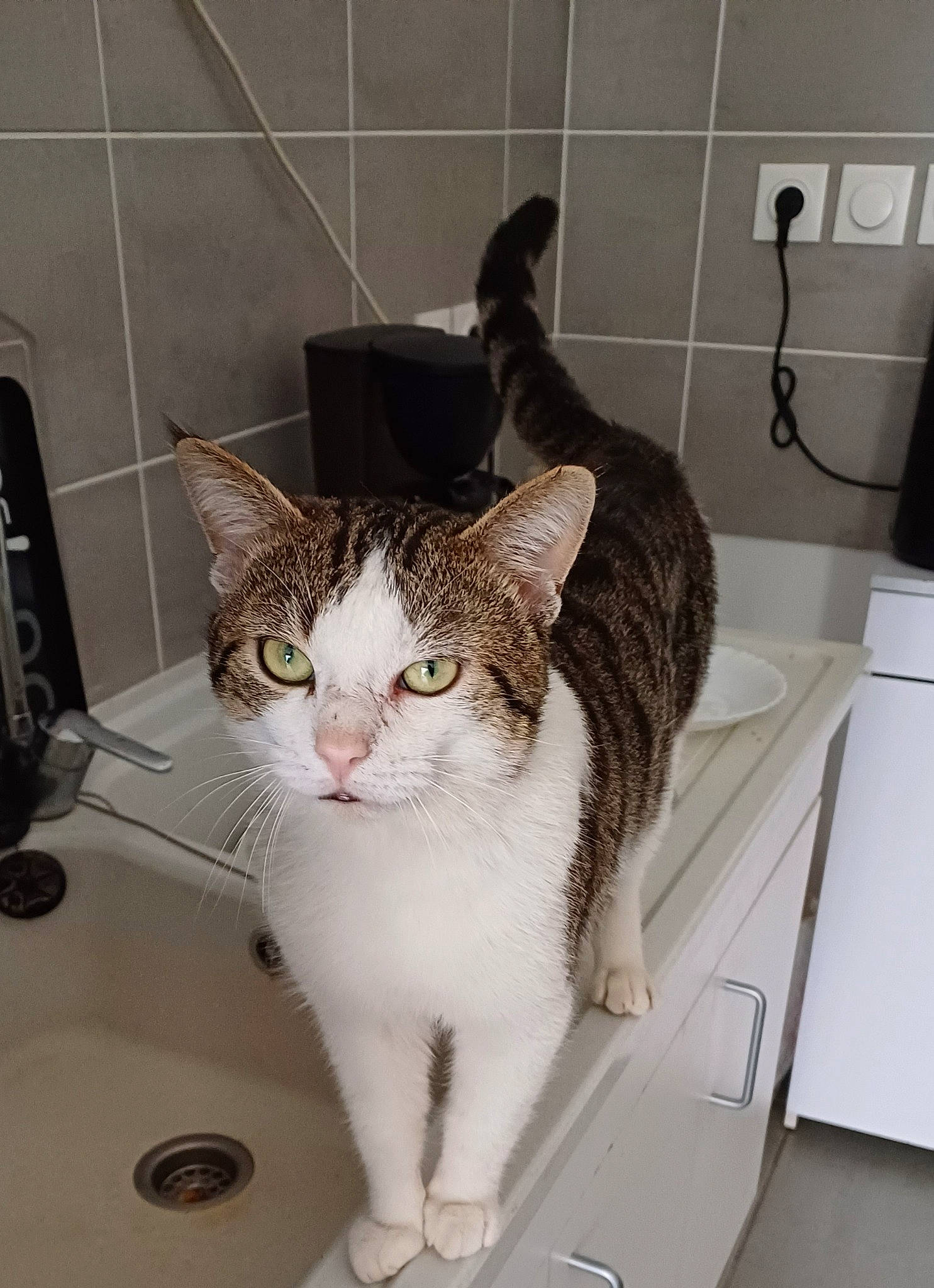 Titoo participe au concours pour gagner de l'argent avec cette photo : box, carnivore, cat, comfort, domestic_short_haired_cat, felidae, flooring, fur, home_appliance, metal, paw, pet_supply, small_to_medium_sized_cats, snout, tail, whiskers