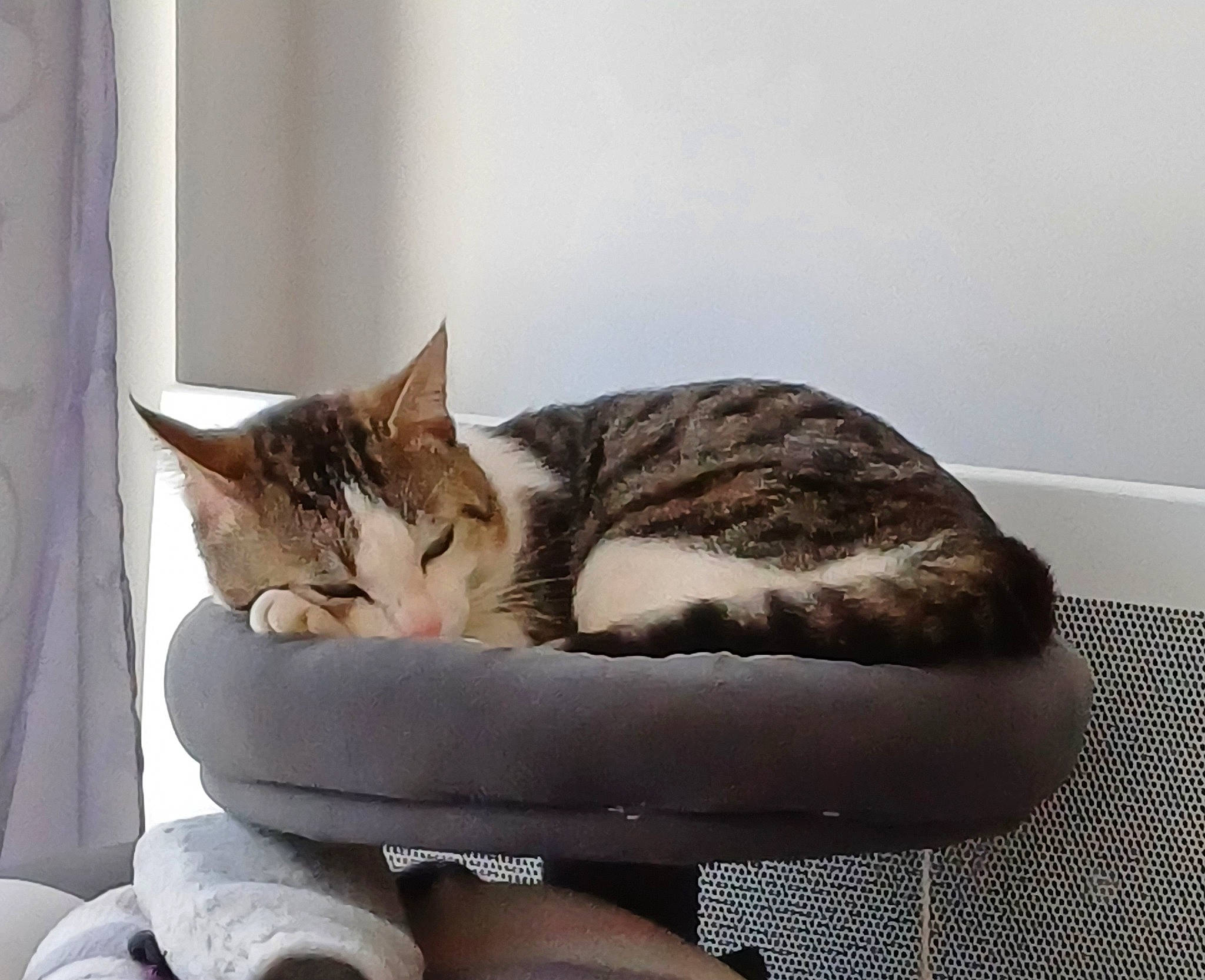 Titoo participe au concours pour gagner de l'argent avec cette photo : carnivore, cat, cat_bed, cat_supply, comfort, domestic_short_haired_cat, felidae, fur, paw, pet_supply, room, sitting, small_to_medium_sized_cats, snout, tail, terrestrial_animal, whiskers, window, wood