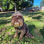 Teddy is registered to the contest to win money with this photo: animal, blue_sky, canine, collar, daylight, dog, fence, friendly, fur, grass, mammal, nature, outdoor, pet, playful, shadows, smiling, sunlight, trees, yard