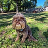 animal, blue_sky, canine, collar, daylight, dog, fence, friendly, fur, grass, mammal, nature, outdoor, pet, playful, shadows, smiling, sunlight, trees, yard