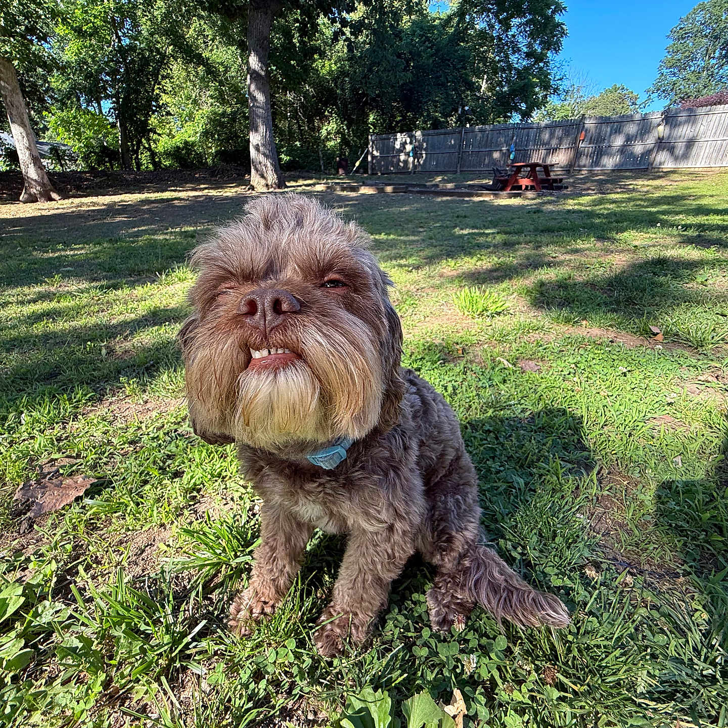 Teddy