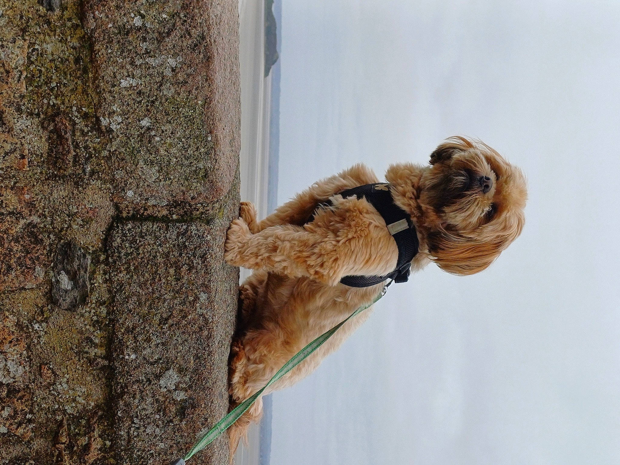 Poupsie participe au concours pour gagner de l'argent avec cette photo : art, big_cats, door, fawn, fur, landscape, natural_material, rope, sky, snout, tail, terrestrial_animal, tree, trunk, twig, water, wildlife, wood