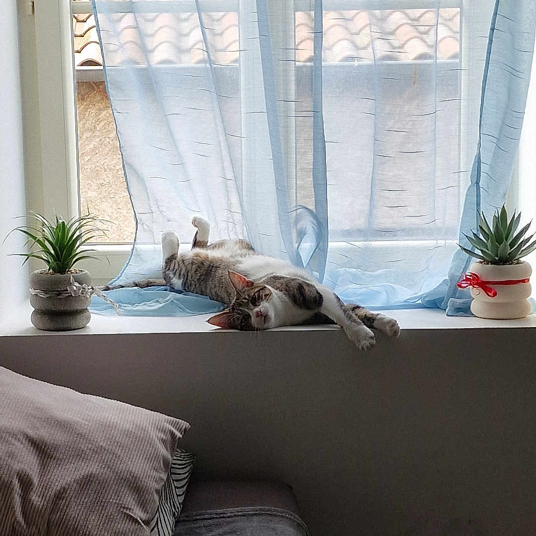 Vikio a rejoint le concours — aidez-le/la à gagner de superbes lots ! animal, architecture, building, canine, cat, couch, curtain, cushion, furniture, homedecor, indoors, linen, livingroom, pet, picturewindow, plant, pottedplant, room, window, windowsill