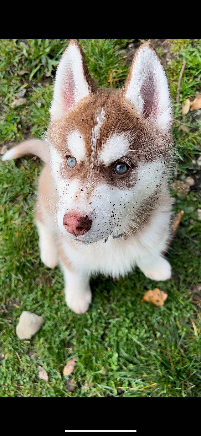 Taïga a rejoint le concours — aidez-le/la à gagner de superbes lots ! ancient_dog_breeds, canidae, canis, carnivore, collar, companion_dog, dog, dog_breed, fawn, fur, grass, non_sporting_group, plant, sled_dog, sporting_group, tail, terrestrial_animal, whiskers, working_animal, working_dog