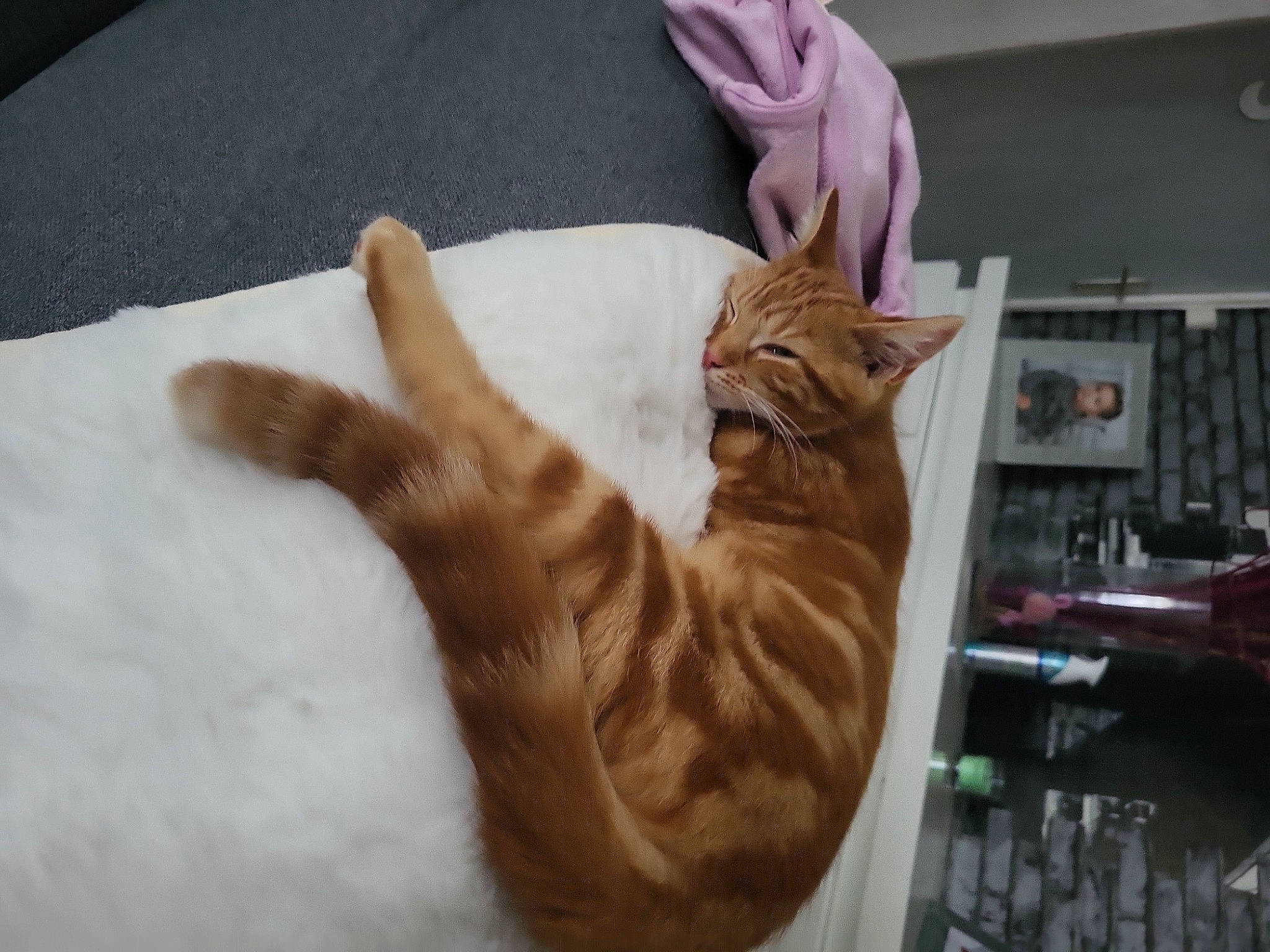 Kara participe au concours pour gagner de l'argent avec cette photo : canidae, carnivore, cat, claw, comfort, domestic_short_haired_cat, fawn, felidae, fur, linens, nap, paw, petal, small_to_medium_sized_cats, snout, tail, tree, whiskers, wood