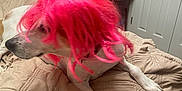 Bunty is registered to the contest to win money with this photo: dog, pet, wig, pink_wig, bed, blanket, indoor, furniture, clock, wooden_chair, quilted_blanket, canine, animal, paw, relaxed, cozy, home, room, humor, domestic