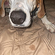 Bunty is registered to the contest to win money with this photo: dog, close_up, nose, blanket, bed, indoor, pet, curious, brown_ears, white_fur, paw, collar, animal, snout, whiskers, stitching, texture, soft, resting, canine