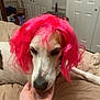 Bunty joined the competition — help win amazing prizes! dog, pink_wig, bed, hand, indoor, white_dog, brown_markings, furniture, door, blanket, resting, pet, animal, cute, costume, human_hand, home, expression, funny, portrait