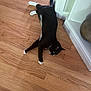 Sidney joined the competition — help win amazing prizes! cat, black_cat, white_paws, wooden_floor, indoor, relaxed, pet, animal, floor, corner, collar, bells, stretching, home, feline, cute, domestic_cat, lying_down, whiskers, ears