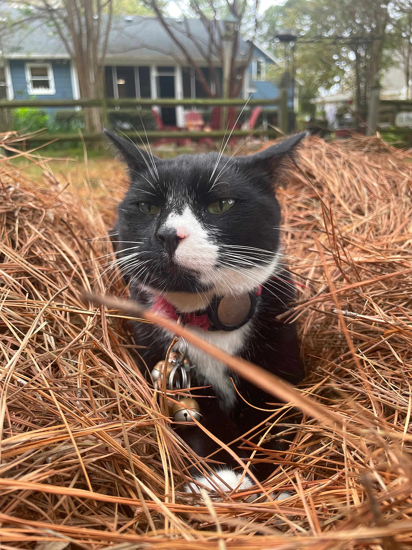 Sidney is registered to the contest to win money with this photo: cat, black_and_white, outdoor, pine_needles, fence, house, whiskers, collar, pet, nature, relaxed, close_up, animal, fur, green_eyes, daylight, mammal, resting, garden, background