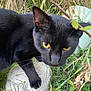 Chauncey joined the competition — help win amazing prizes! black_cat, cat, animal, pet, grass, outdoor, nature, yellow_eyes, rock, wild_plants, curious, close_up, feline, paw, mammal, flora, greenery, field, daylight, whiskers