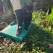 Chauncey joined the competition — help win amazing prizes! black_cat, cat, yellow_eyes, boots, pedestal, green_foliage, garden, sunlight, outdoor, plant, leaves, nature, animal, curious, pet, grass, daylight, shadows, wildlife, closeup
