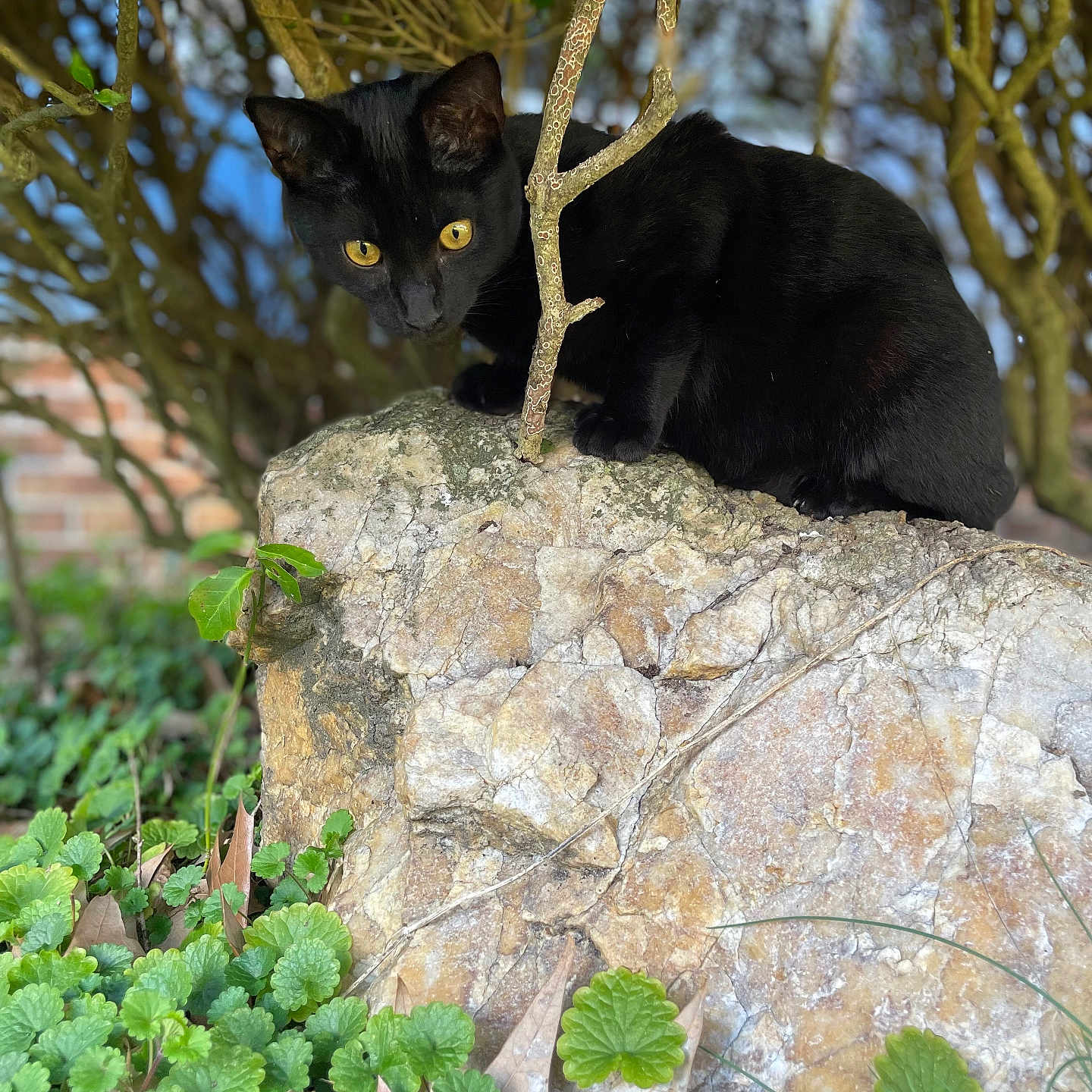 Chauncey is registered to the contest to win money with this photo: alert, animal, black_cat, bush, close_up, curious, daylight, feline, garden, green_leaves, mammal, nature, outdoor, pet, plant, rock, sitting, tree_branch, wildlife, yellow_eyes