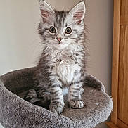 Mosley joined the competition — help win amazing prizes! kitten, cat, tabby, feline, pet, cute, animal, indoor, cat_tree, perch, fur, whiskers, ears, eyes, curious, fluffy, sitting, home, cozy, gray