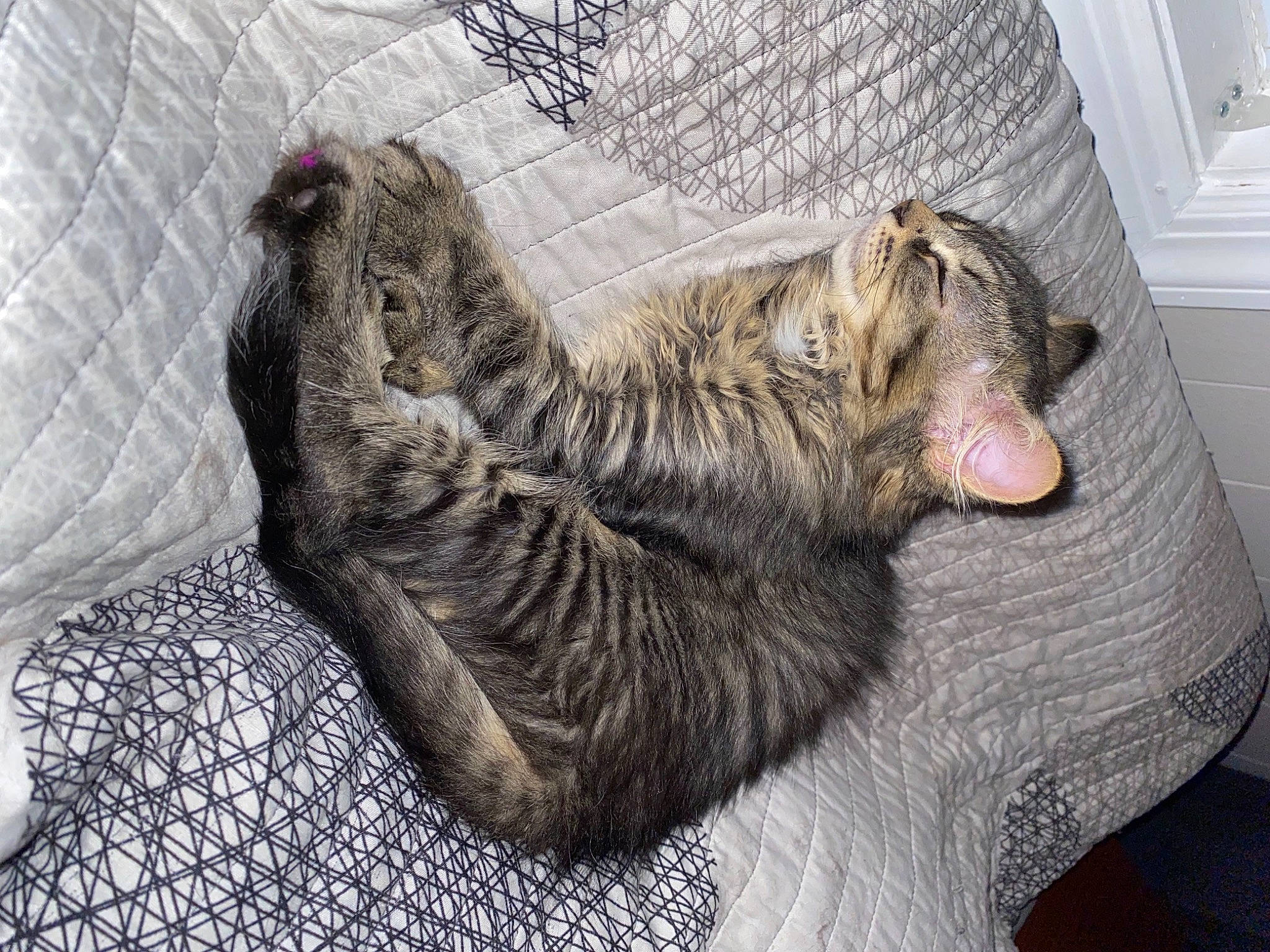 Binx joined the competition — help win amazing prizes! canidae, carnivore, cat, claw, comfort, dog_breed, domestic_short_haired_cat, felidae, fur, grey, nap, paw, small_to_medium_sized_cats, snout, sporting_group, tail, terrestrial_animal, wall_plate, whiskers, wood