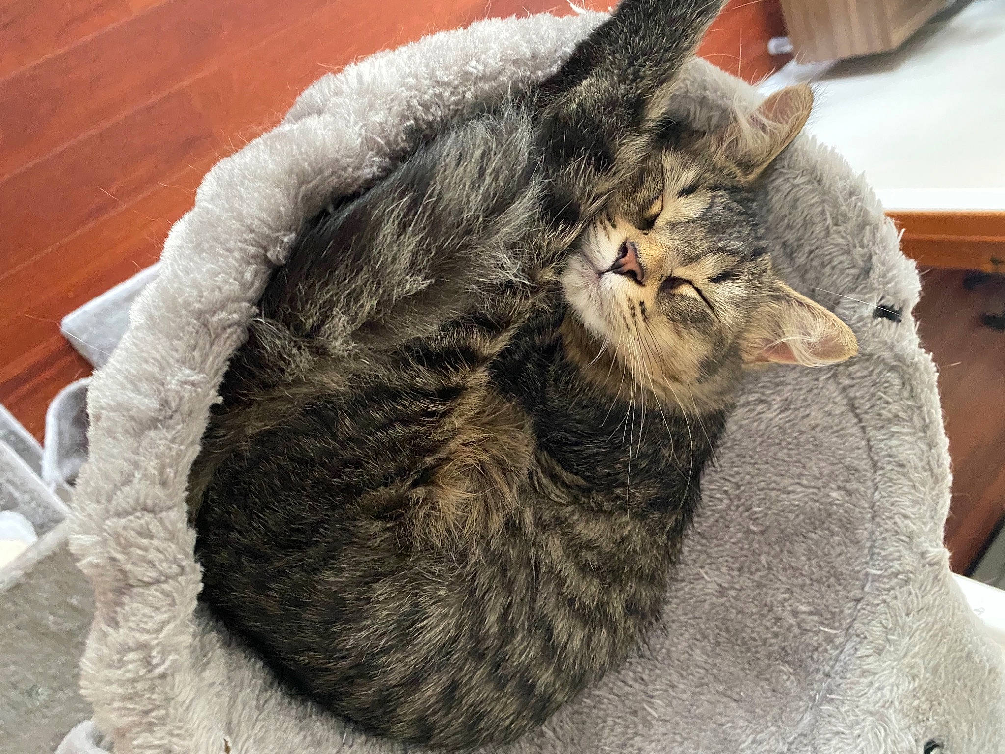 Binx joined the competition — help win amazing prizes! carnivore, cat, claw, comfort, domestic_short_haired_cat, felidae, fur, grey, nap, paw, small_to_medium_sized_cats, snout, tail, whiskers, wood